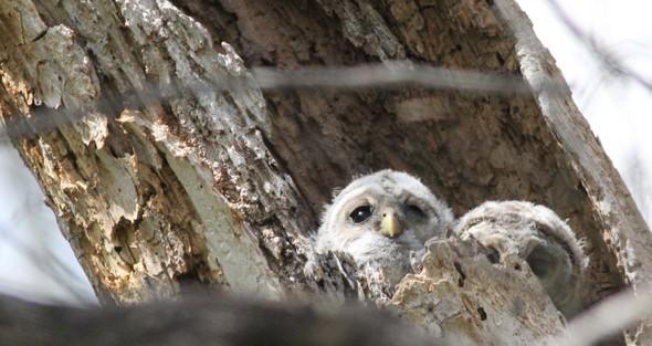 Barred owl owlets in tree