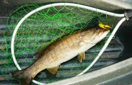 smallmouth bass in landing net