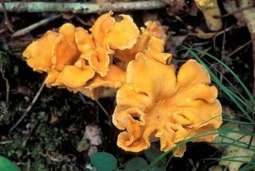 Blaze orange mushroom
