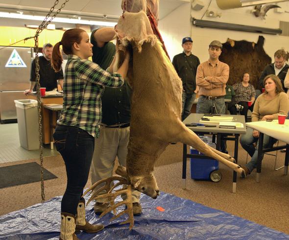 person processing hanging deer