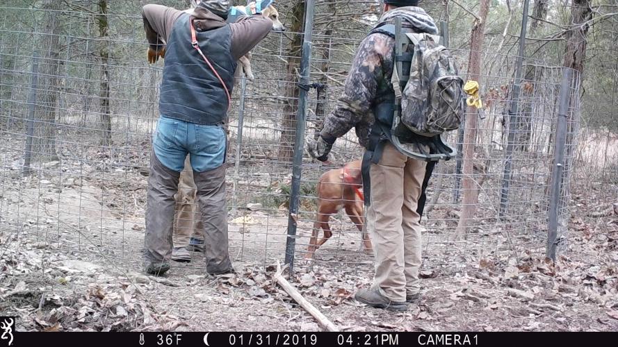 hog dogger lifting dog out of feral-hog trap