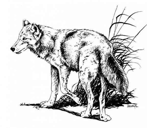 drawing of wolf