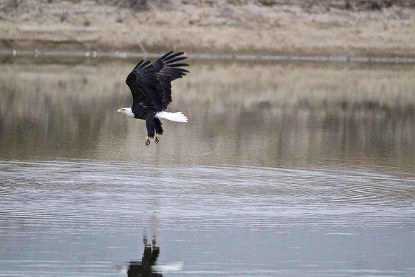 eagle over water