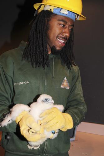 Staff hold a falcon chick that was recently banded.