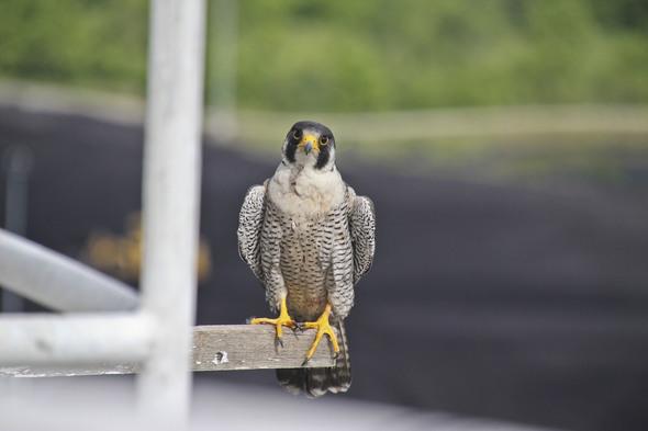 perching peregrine falcon