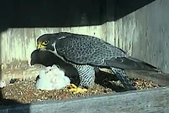 Falcon Cam image of falcons