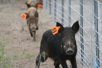 feral hogs with ear tags