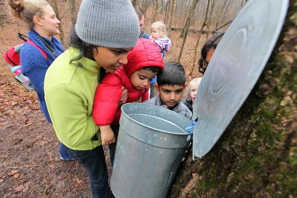 kids stand around looking at maple tree tapping and sap collection 