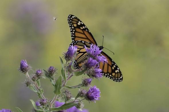 A monarch lands on common thistle.