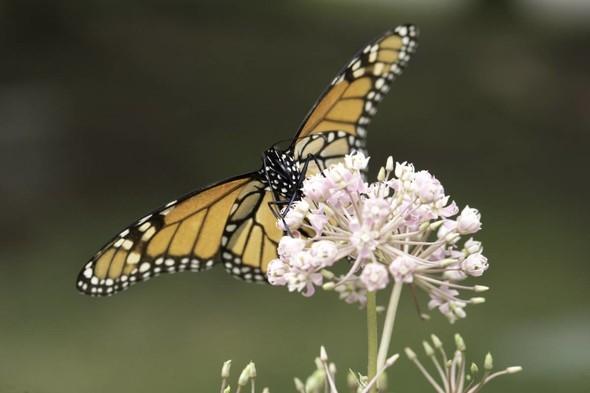 Monarch on native flower