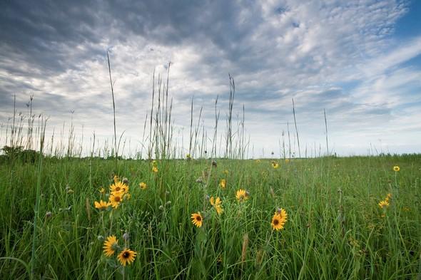 native prairie grasses and wildflowers