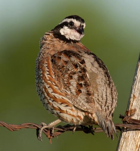 quail sitting on barbed wire