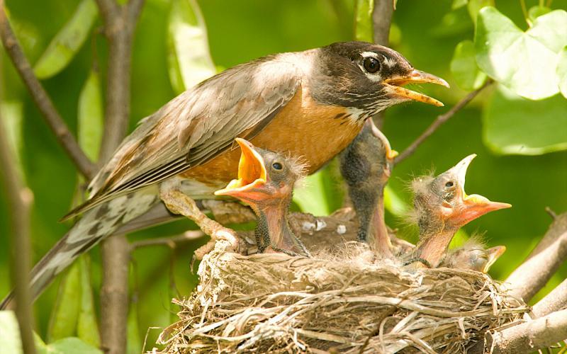 robin in nest with young