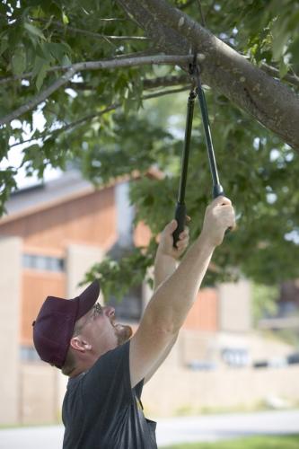Man using a clipper to prune a tree branch