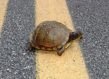 A turtle crossing the road