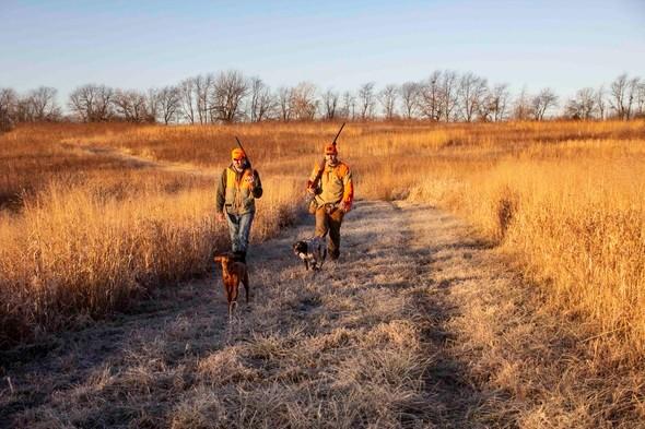 two quail hunters with dogs