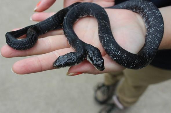 A woman holds a two-headed western rat snake at Shepherd of the Hills Conservation Center in Branson.