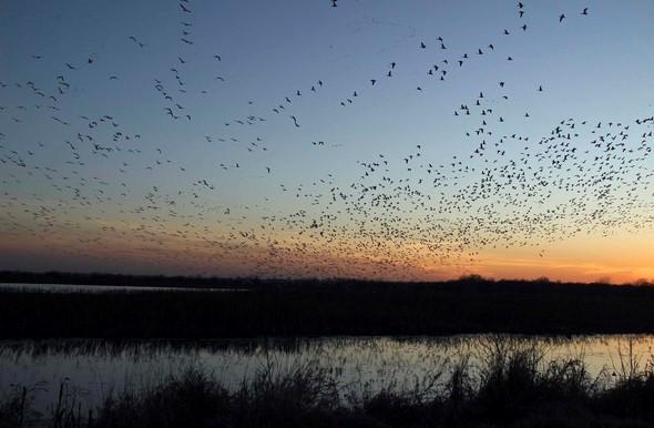 Hundreds of waterfowl fly above a wetland area.