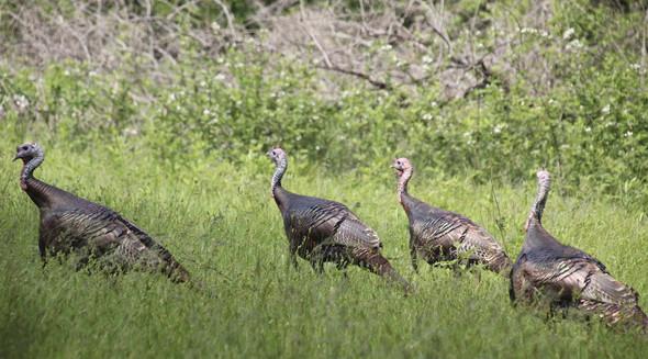 four wild turkeys in field