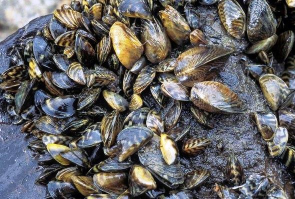 mass of zebra mussels