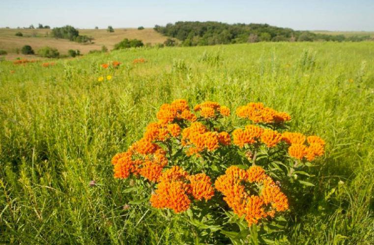 Butterfly milkweed plant with view of prairie grasses and savanna hillside in background