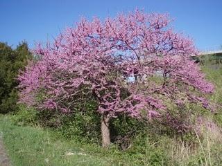 A redbud tree in bloom. 