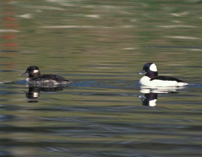 Photo of a female bufflehead (left) and male bufflehead (right), floating on water