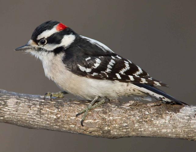 Photo of a downy woodpecker perched on the side of a tree branch, viewed from side.