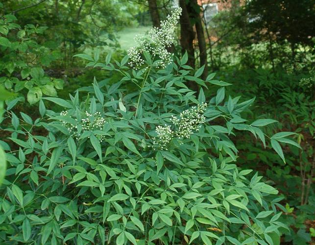 Photo of a heavenly bamboo, nandina, plant growing in the woods.
