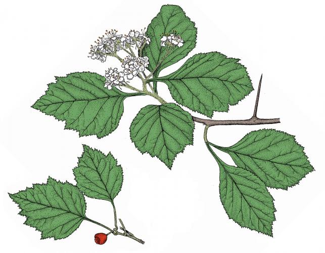 Illustration of late hawthorn leaves, flowers, fruit.