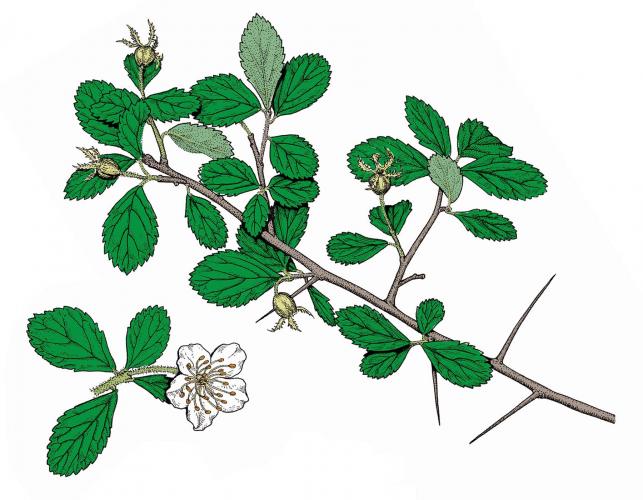 Illustration of one-flowered hawthorn leaves, flower, fruits.