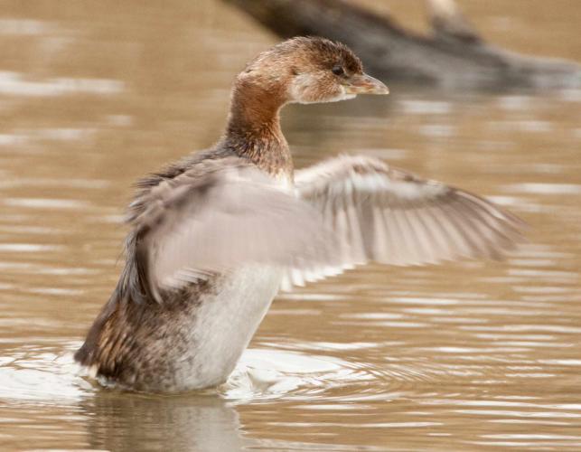 Photo of a pied-billed grebe flapping upon takeoff from water.