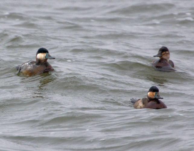 Photo of three ruddy ducks floating on water