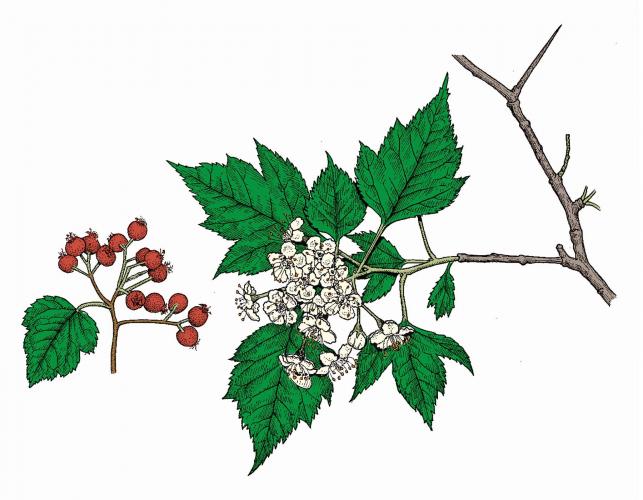 Illustration of Washington thorn leaves, flowers, fruits.