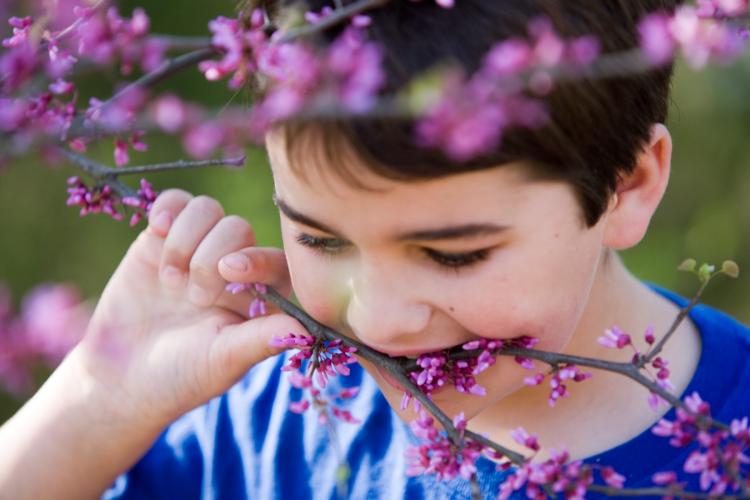 A boy eating redbud flowers right off the branch