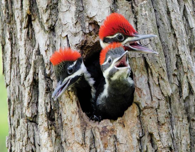 Photo of young pileated woodpeckers in a tree cavity
