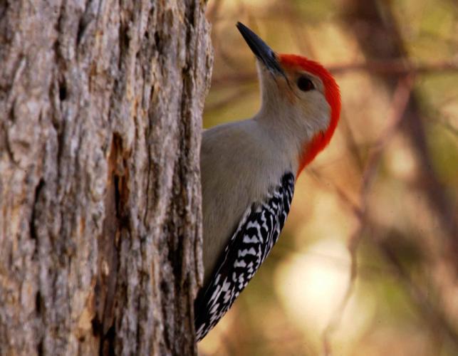 Photograph of a male red-bellied woodpecker
