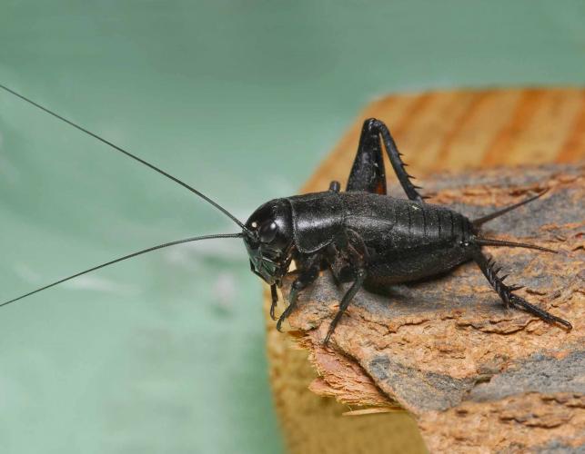 Photo of a young male field cricket