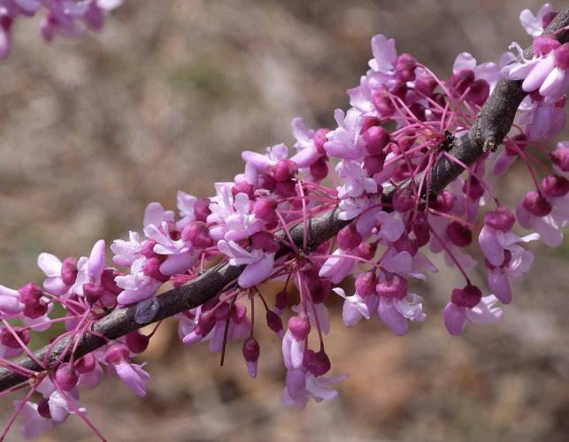 Eastern redbud tree branch covered in rose-purple blossoms