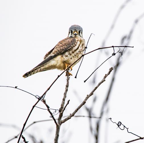 a female kestrel perches on a thin branch against a cloudy background. Brown streaks are plainly visible on the breast.