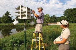Installing and Cleaning Purple Martin Houses