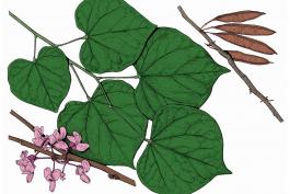 Illustration of eastern redbud leaves, flowers, fruits.