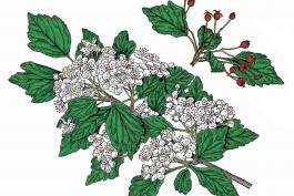 Illustration of green hawthorn leaves, flowers, fruits.