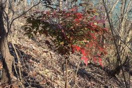 Photo of heavenly bamboo (nandina) plant growing in the woods near Branson, Missouri.