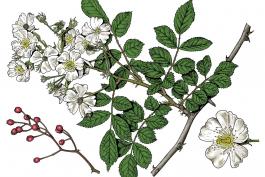 Illustration of multiflora rose, leaves, flowers, fruits.