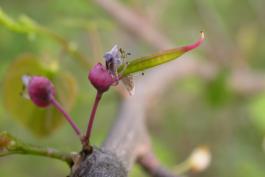Immature redbud pod forming on remnants of flower