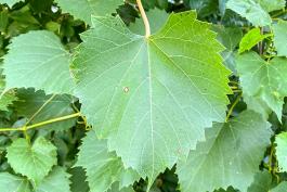 Leaves of riverbank grape in a thick growth of the vines