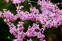 Photo of eastern redbud blossoms