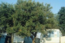 Photo of red mulberry tree growing next to a trailer home