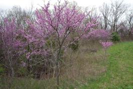 Photo of an eastern redbud tree growing at woodland border